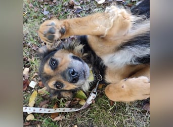 Kovu ein wundervoller Rüde