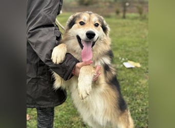 Boki ein wundervoller freundlicher Schatz