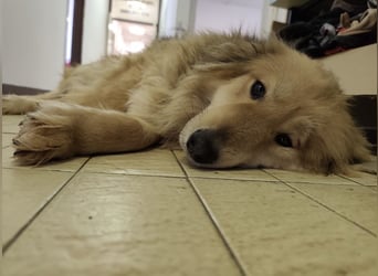 Nemo ein sehr trauriger Engel