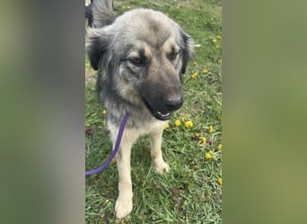 Ryker - ein Traumwesen