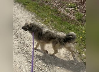 Ryker - ein Traumwesen