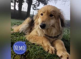 Nemo ein sehr trauriger Engel