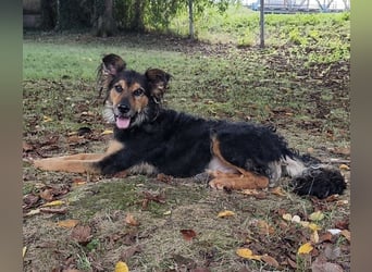 Kovu ein wundervoller Rüde