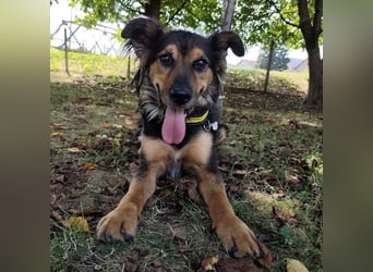 Kovu ein wundervoller Rüde