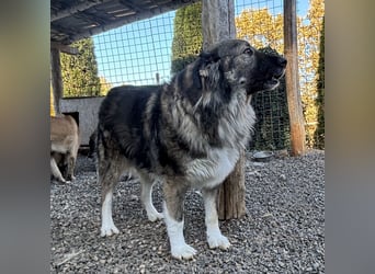 Daisy eine unglaublich liebe Seele