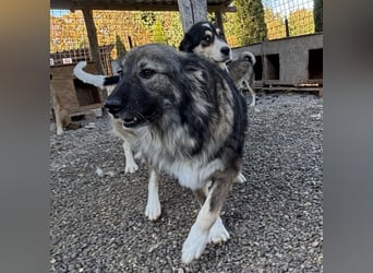 Daisy eine unglaublich liebe Seele