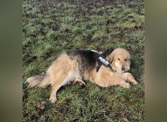 Nemo ein sehr trauriger Engel