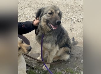 Ryker - ein Traumwesen