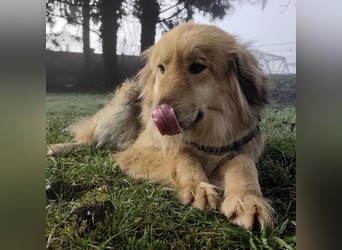 Nemo ein sehr trauriger Engel