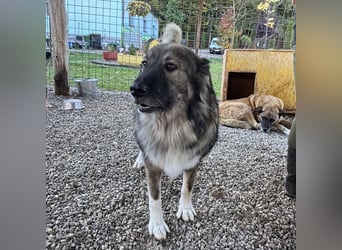 Daisy eine unglaublich liebe Seele