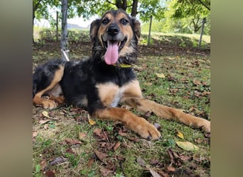 Kovu ein wundervoller Rüde