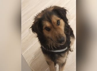 Bonze ein absoluter Schatz