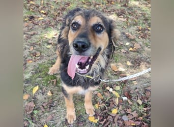 Kovu ein wundervoller Rüde