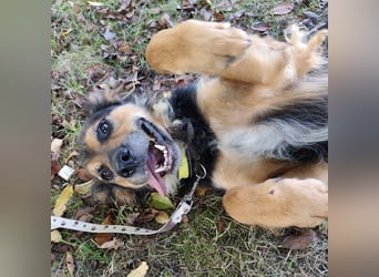 Kovu ein wundervoller Rüde