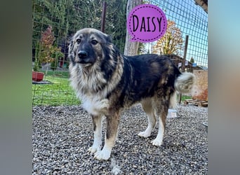 Daisy eine unglaublich liebe Seele