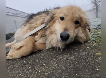 Nemo ein sehr trauriger Engel