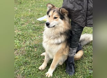 Boki ein wundervoller freundlicher Schatz