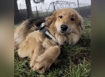 Nemo ein sehr trauriger Engel