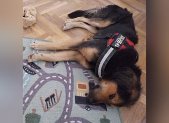 Bonze ein absoluter Schatz