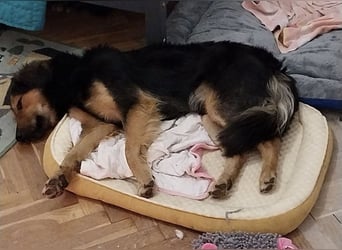 Bonze ein absoluter Schatz