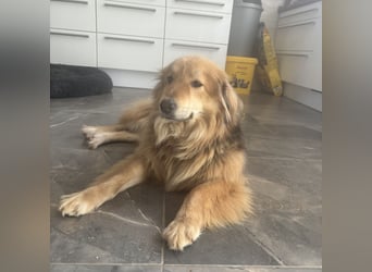 Nemo braucht ein liebevolles Zuhause