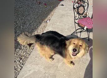 Nemo braucht ein liebevolles Zuhause