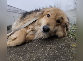 Nemo ein sehr trauriger Engel