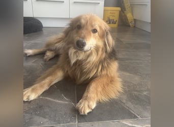 Nemo braucht ein liebevolles Zuhause