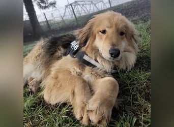 Nemo ein sehr trauriger Engel