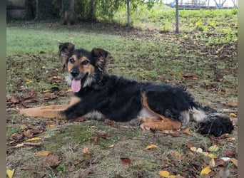 Kovu ein wundervoller Rüde