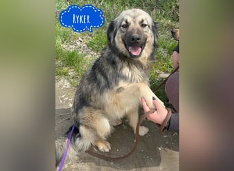 Ryker - ein Traumwesen