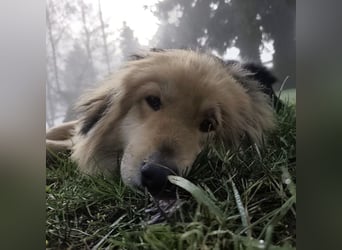 Nemo ein sehr trauriger Engel