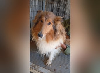 Lesszi, bildhübsche junge Colliehündin geb. 09/2024