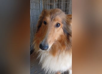 Lesszi, bildhübsche junge Colliehündin geb. 09/2024