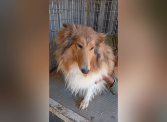 Lesszi, bildhübsche junge Colliehündin geb. 09/2024