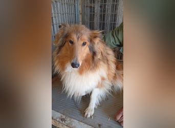 Lesszi, bildhübsche junge Colliehündin geb. 09/2024