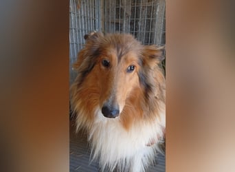 Lesszi, bildhübsche junge Colliehündin geb. 09/2024