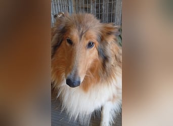 Lesszi, bildhübsche junge Colliehündin geb. 09/2024