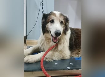 Blue, wer schenkt einem Hundeopi einen warmen Platz?