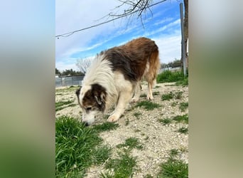 Blue, wer schenkt einem Hundeopi einen warmen Platz?