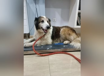 Blue, wer schenkt einem Hundeopi einen warmen Platz?
