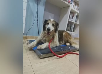 Blue, wer schenkt einem Hundeopi einen warmen Platz?