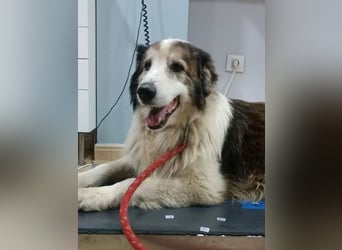 Blue, wer schenkt einem Hundeopi einen warmen Platz?