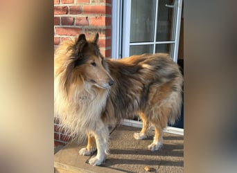 Tasco, 11 Jahre sucht neues Zuhause