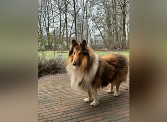 Tasco, 11 Jahre sucht neues Zuhause