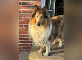 Tasco, 11 Jahre sucht neues Zuhause