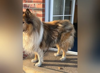 Tasco, 11 Jahre sucht neues Zuhause