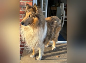 Tasco, 11 Jahre sucht neues Zuhause