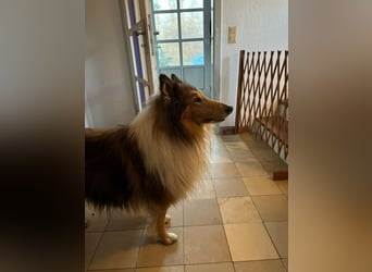 Tasco, 11 Jahre sucht neues Zuhause