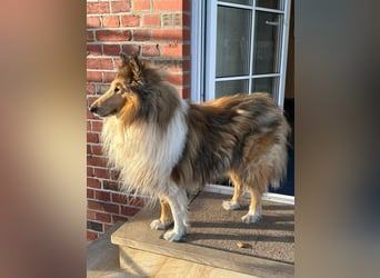 Tasco, 11 Jahre sucht neues Zuhause